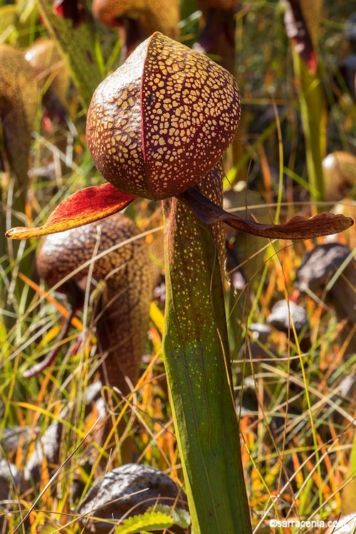 Image of California pitcherplant