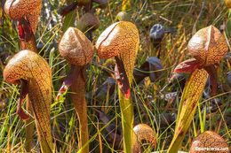 Image of California pitcherplant