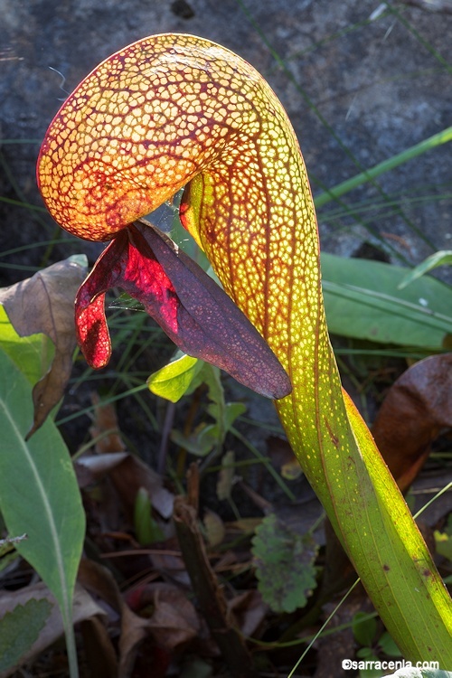 Image of California pitcherplant