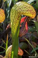 Image of California pitcherplant