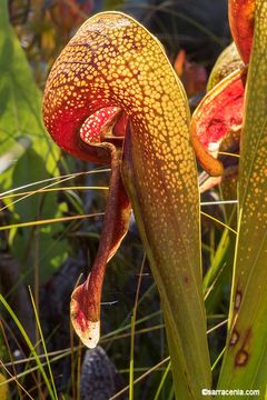 Image of California pitcherplant