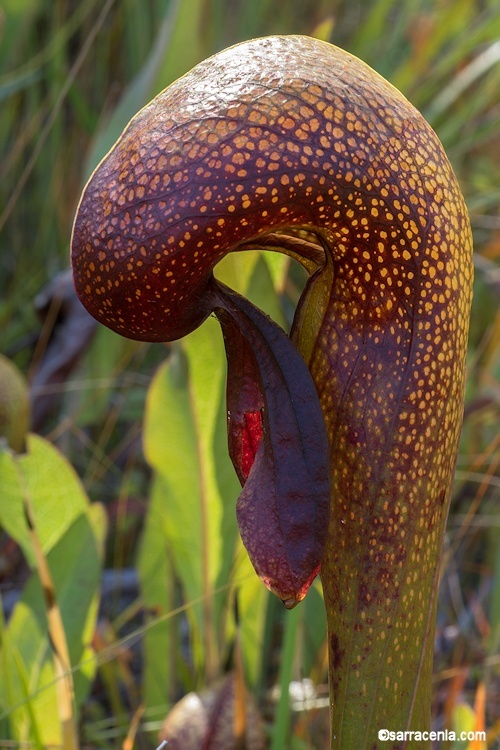 Image of California pitcherplant