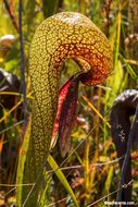 Image of California pitcherplant