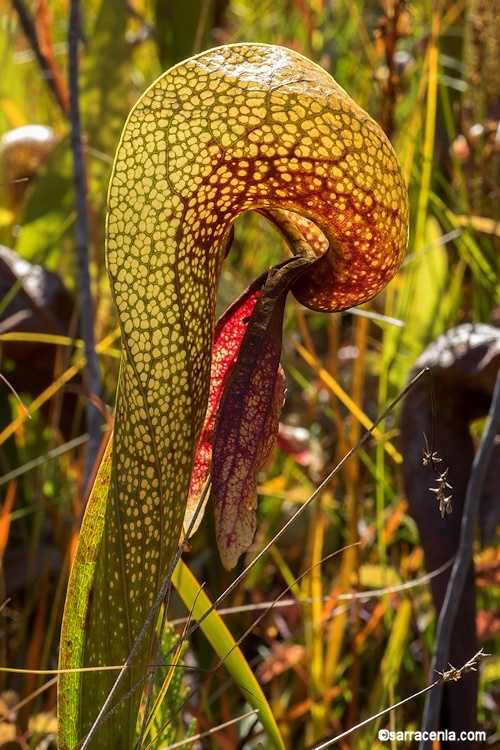 Image of California pitcherplant