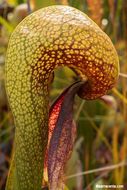 Image of California pitcherplant