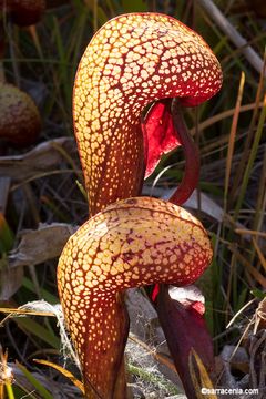 Image of California pitcherplant