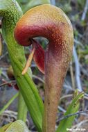 Image of California pitcherplant