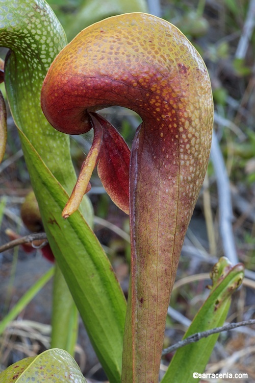 Image of California pitcherplant