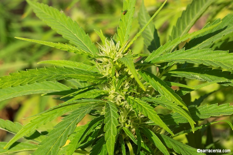 Image of marijuana