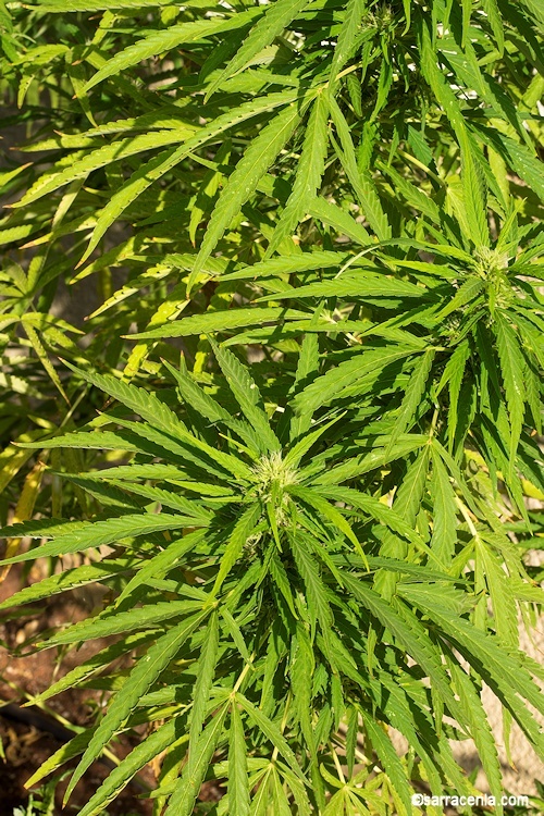 Image of marijuana