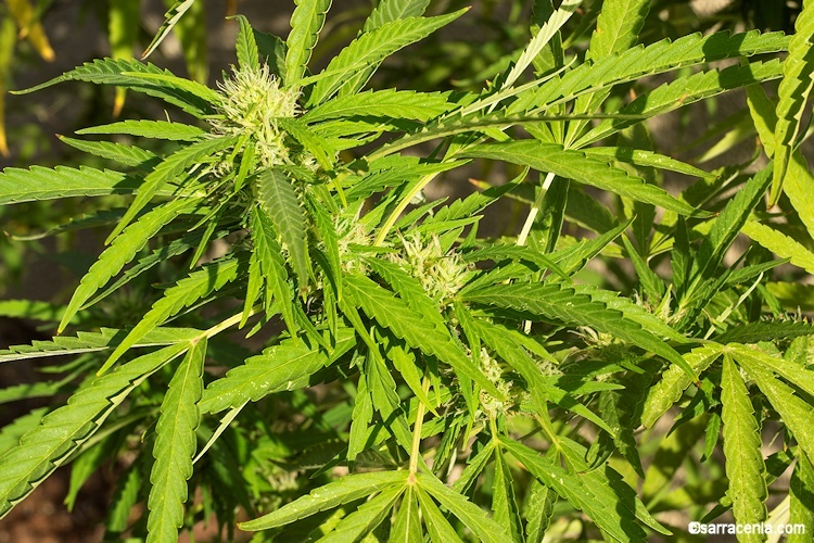 Image of marijuana