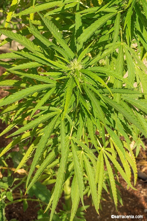 Image of marijuana