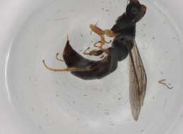 Image of sierolomorphid wasps