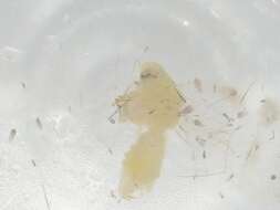 Image of Rugose Spiraling Whitefly