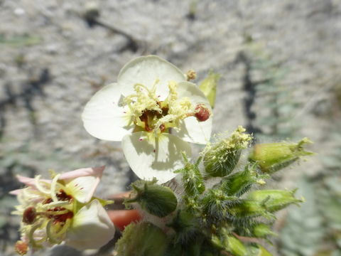 Imagem de Chylismia claviformis subsp. peirsonii (Munz) W. L. Wagner & Hoch