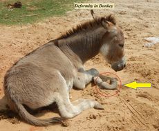 Image of Ass -- Feral donkey