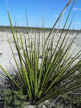 Image de Hesperaloe funifera (K. Koch) Trel.