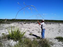 Image of New Mexico false yucca