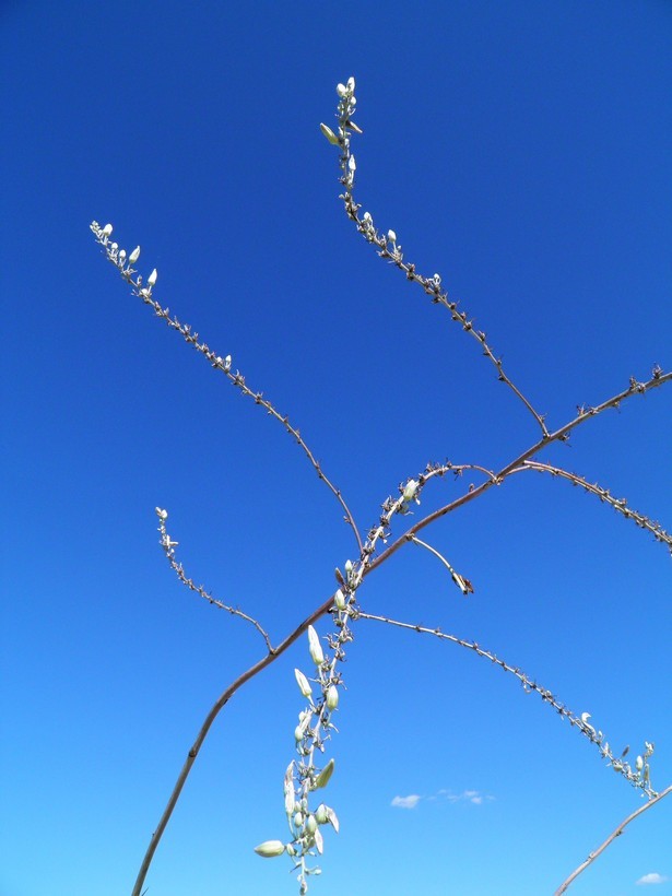 Image de Hesperaloe funifera (K. Koch) Trel.