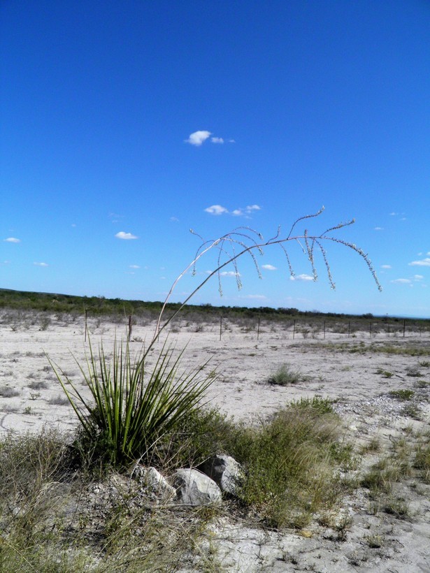 Image de Hesperaloe funifera (K. Koch) Trel.