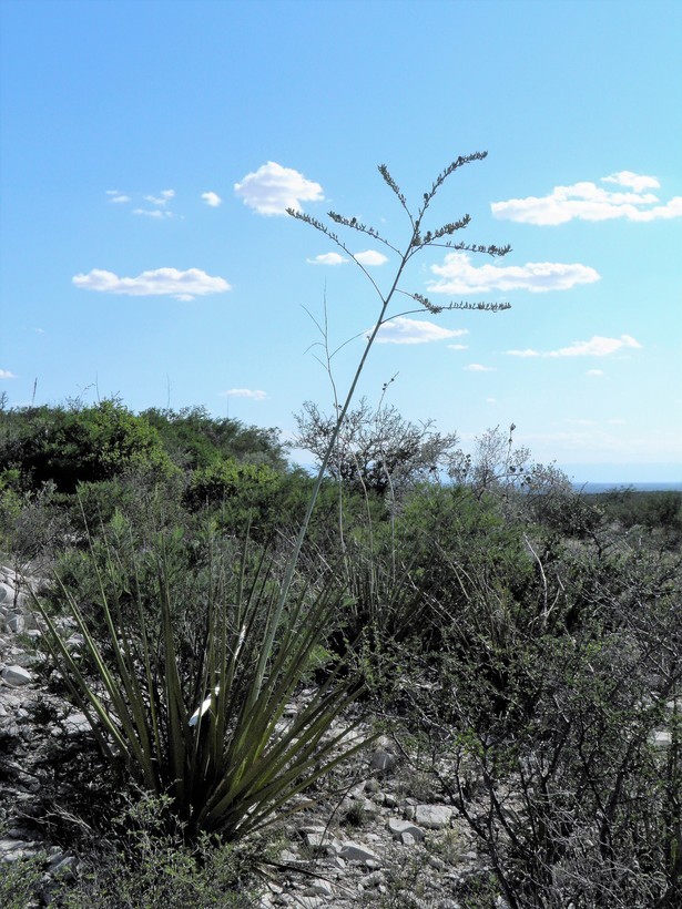 Image of New Mexico false yucca