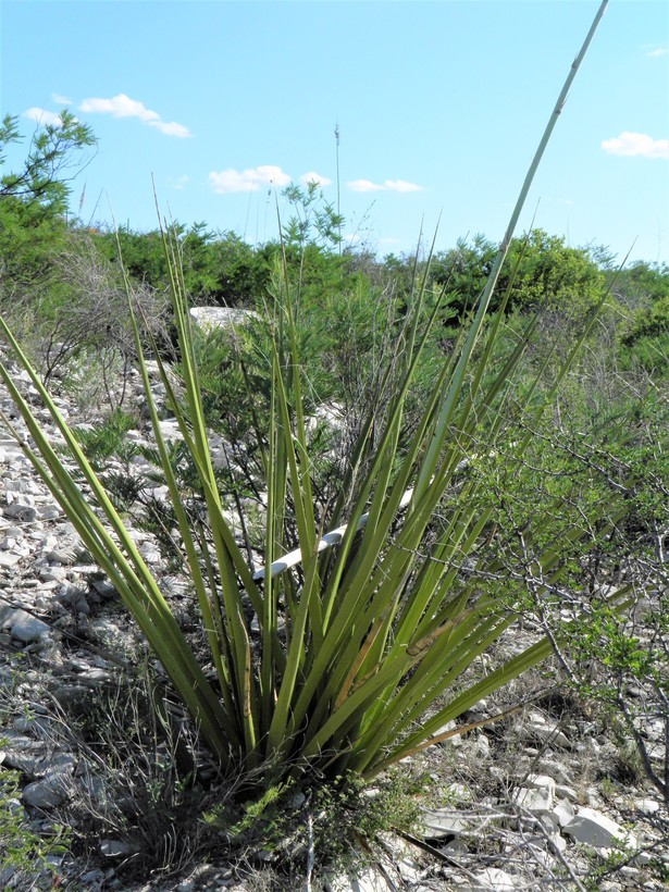 Image of New Mexico false yucca