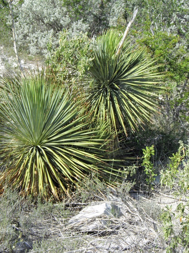 Image of Thompson's yucca