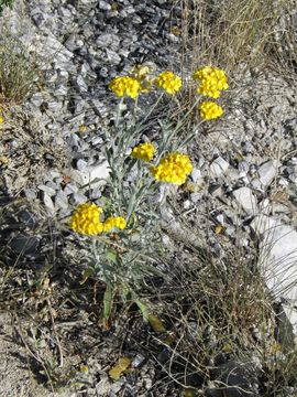 Image of woolly paperflower