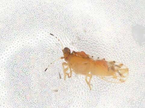 صورة Phacopteronidae