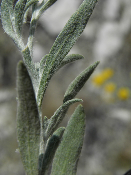 Image of woolly paperflower