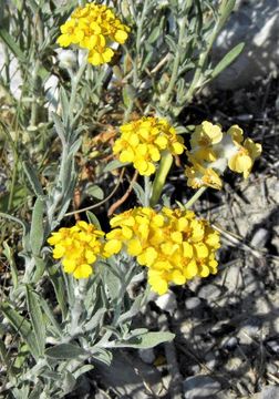 Image of woolly paperflower