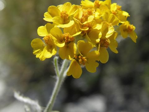 Image of woolly paperflower