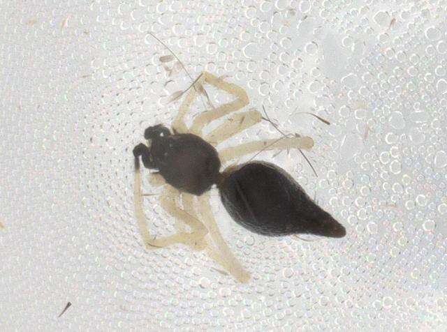 Image of Coleosoma