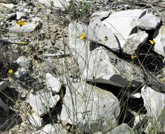 Image of Edwards Plateau greenthread