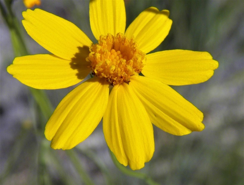 Image of Edwards Plateau greenthread