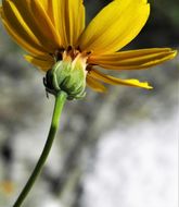 Image of Edwards Plateau greenthread