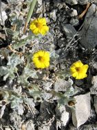 Image of woolly pricklyleaf