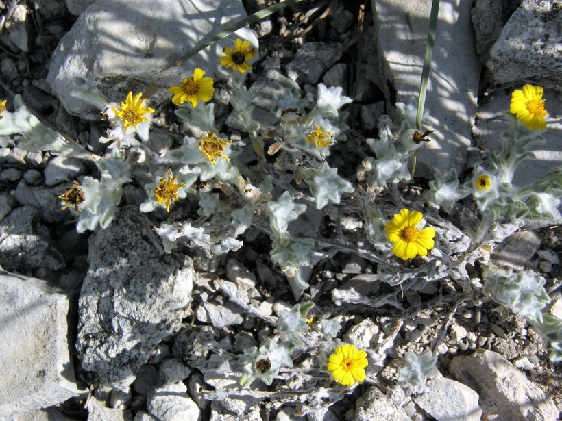 Image of woolly pricklyleaf