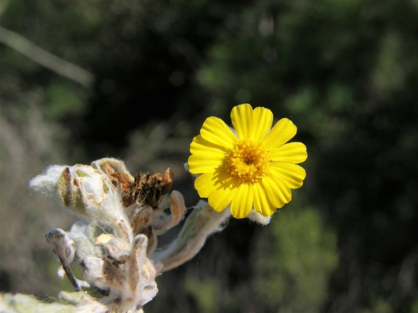 Image of woolly pricklyleaf