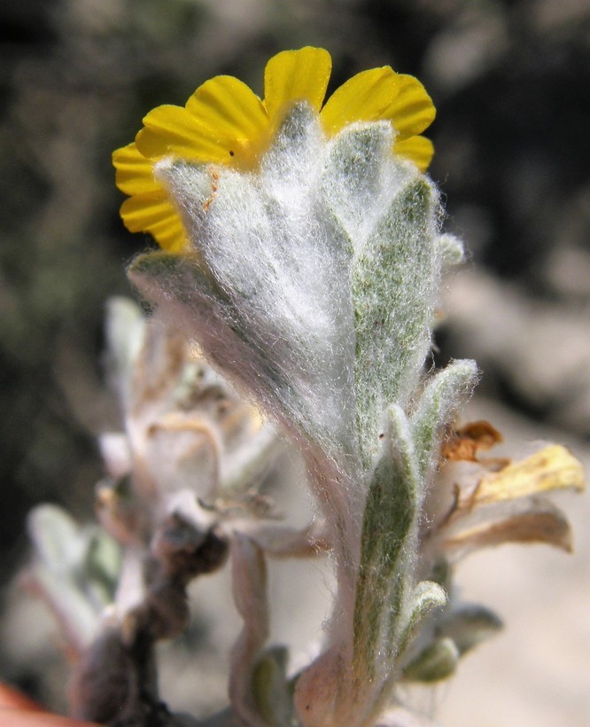 Image of woolly pricklyleaf