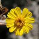 Plancia ëd Thymophylla micropoides (DC.) J. L. Strother