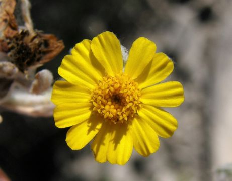 Plancia ëd Thymophylla micropoides (DC.) J. L. Strother