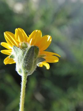 Imagem de Wedelia acapulcensis var. hispida (Kunth) J. L. Strother