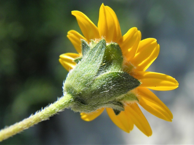 Imagem de Wedelia acapulcensis var. hispida (Kunth) J. L. Strother