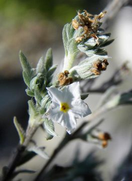 Imagem de Heliotropium confertifolium Torr. ex A. Gray