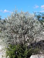 Image of Texas barometer bush