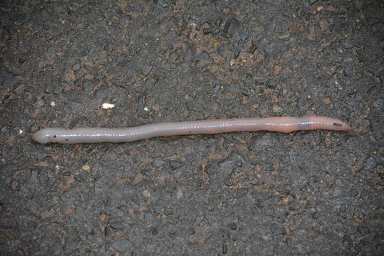 Image of Common Stumpy Earthworms