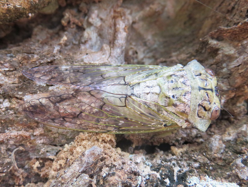 Image of Oxypleura lenihani Boulard 1985