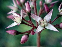 Image of Cape Province pygmyweed