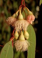 Eucalyptus sideroxylon A. Cunn. ex Woolls resmi